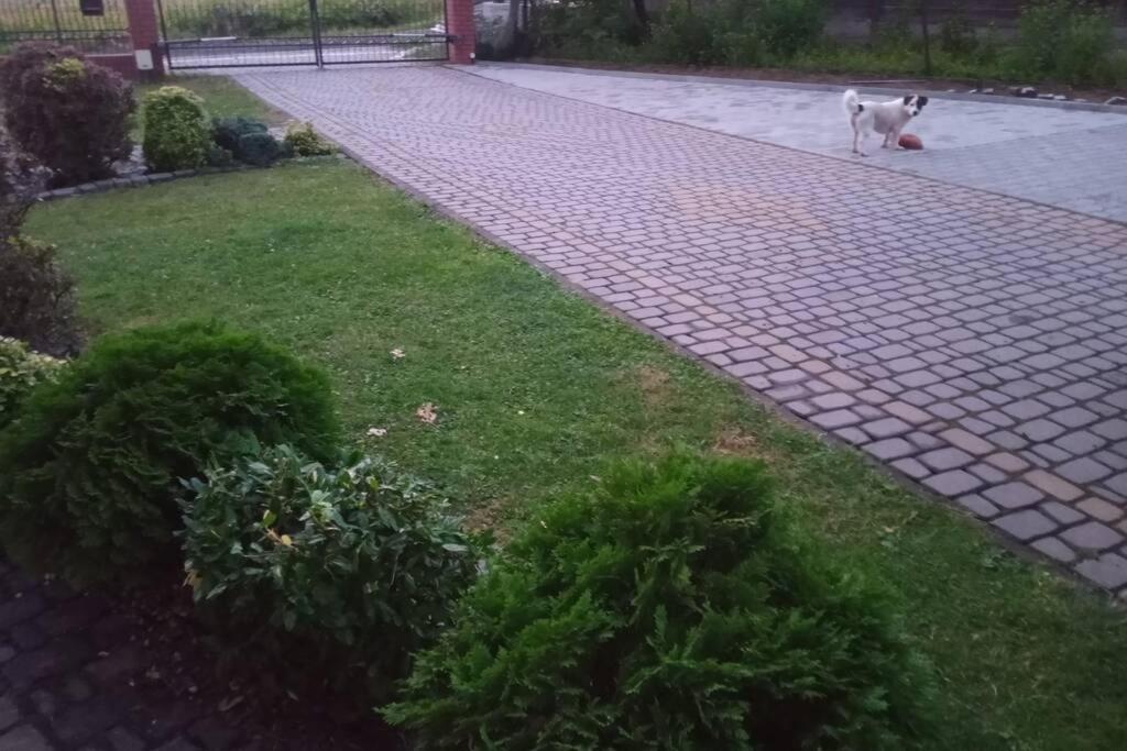 Studio Familly-Nocleg-Zator- Wadowice-Oswiecim-Krakow Bachowice Екстериор снимка